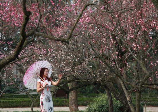早春时节，一些地方的梅花含香绽放，透出浓浓春意。2月16日，在南京梅花山，市民在梅花丛中拍照留影。新华社发