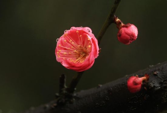 早春时节，一些地方的梅花含香绽放，透出浓浓春意。2月16日在湖南省衡阳市南湖公园拍摄的雨中梅花。新华社发