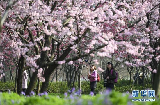 3月13日，游客在武汉东湖樱园赏樱拍照。当日，2019中国武汉东湖樱花节在武汉东湖樱园开幕。樱花节期间，武汉东湖樱园将推出夜赏樱花活动，闭园时间也将延长至晚上10点。