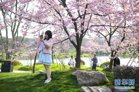 3月13日，游客在武汉东湖樱园赏樱拍照。