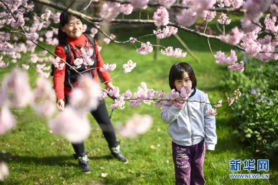 3月13日，一名小朋友和家人在武汉东湖樱园赏樱。