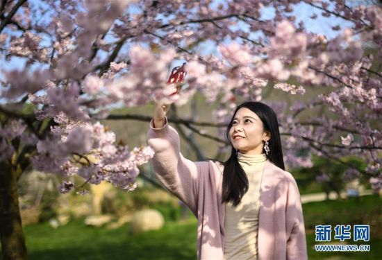 3月13日，游客在武汉东湖樱园赏樱拍照。