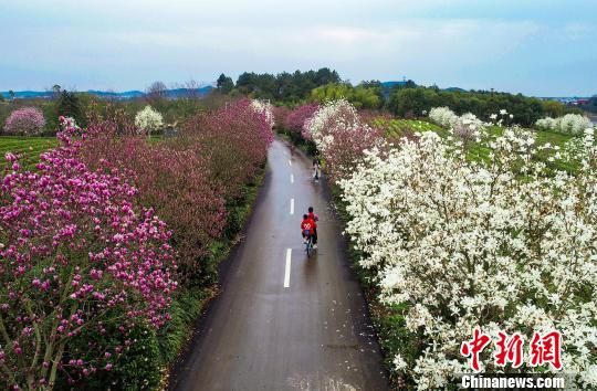 3月16日，在南昌县凤凰沟景区内，游客在花海中徜徉，尽情享受春天春花的味道。　鲍赣生　摄