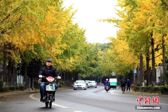 11月20日，一名市民在成都街头骑行。初冬时节，随着天气转冷，成都街头的银杏树叶渐渐变成金黄。中新社记者