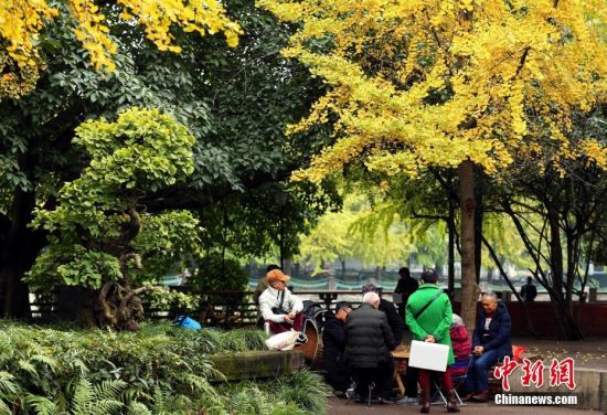 11月20日，成都市民在锦江边的银杏树下休闲娱乐。初冬时节，随着天气转冷，成都街头的银杏树叶渐渐变成金黄。中新社记者