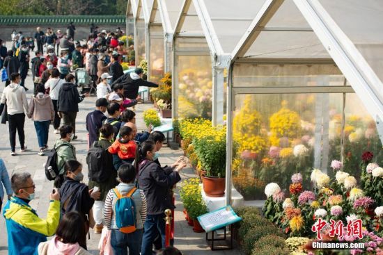 10月25日，市民在北京天坛公园菊花展上观赏展出的菊花。
