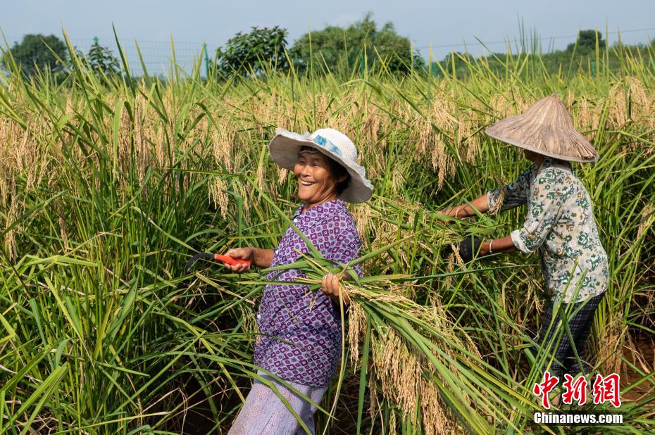 村民们正在收割“巨型稻”。