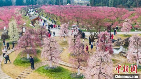 问花村千亩梅花园花成海。　都江堰市委宣传部供图