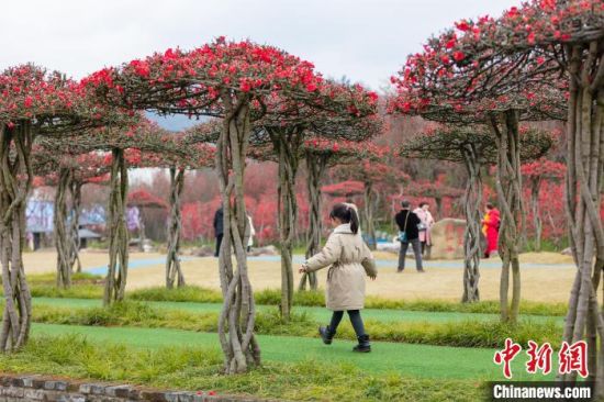 千亩梅花盛开引客来。　都江堰市委宣传部供图