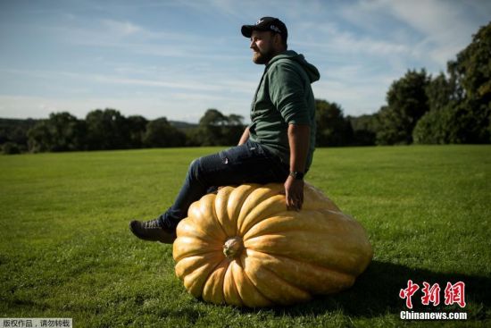 当地时间2019年9月13日，英国约克郡哈罗盖特，当地第44届秋季花卉展期间举办巨型果蔬竞赛，各种大号蔬菜轮番亮相。最终冠军由Richard