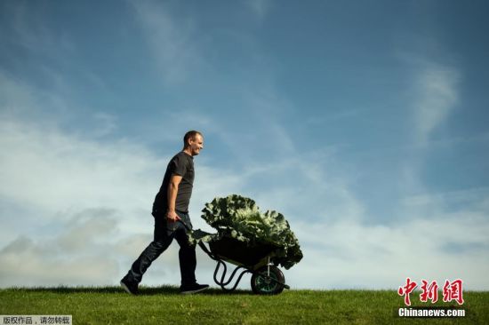 当地时间2019年9月13日，英国约克郡哈罗盖特，当地第44届秋季花卉展期间举办巨型果蔬竞赛，各种大号蔬菜轮番亮相。图为一男子用手推车运送巨大的蔬菜。