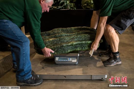 当地时间2019年9月13日，英国约克郡哈罗盖特，当地第44届秋季花卉展期间举办巨型果蔬竞赛，各种大号蔬菜轮番亮相。图为工作人员为参赛蔬菜称重。