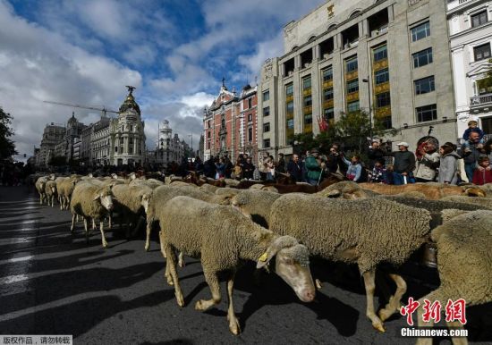 当地时间10月20日，牧羊人西班牙马德里市中心放牧羊群。据悉，当日是马德里一年一度的“放牧节”，牧民带领羊群穿过马德里的街道和主要地标，捍卫古老的放牧权利。
