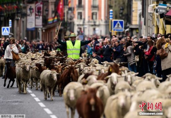 当地时间10月20日，牧羊人西班牙马德里市中心放牧羊群。据悉，当日是马德里一年一度的“放牧节”，牧民带领羊群穿过马德里的街道和主要地标，捍卫古老的放牧权利。