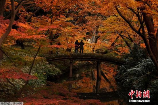 12月12日消息，进入12月，日本东京六义园迎来枫叶最佳观赏季，游客置身其中体验日式闲情逸趣。